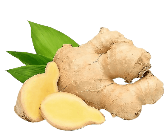 الزنجبيل